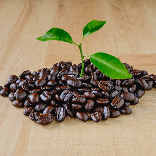 Organic Coffee Beans